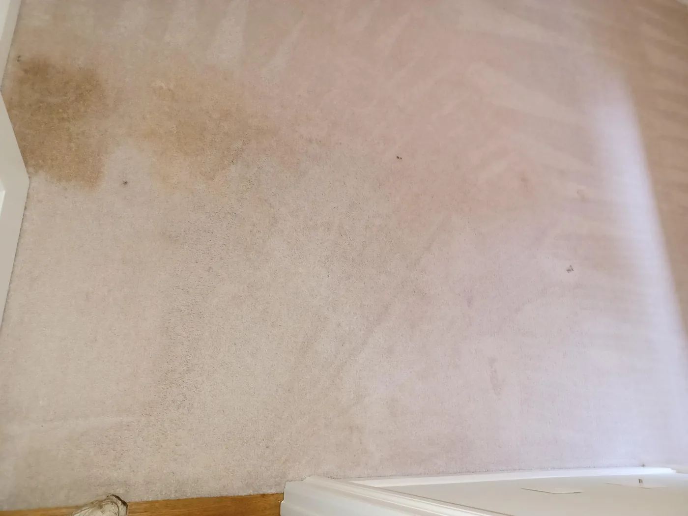 Shiny Carpet Cleaning project 19